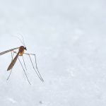 Dotieravý hmyz počas leta – ako sa zbaviť komárov v interiéri?